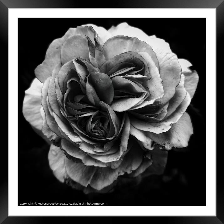 Monochrome rose Framed Mounted Print by Victoria Copley