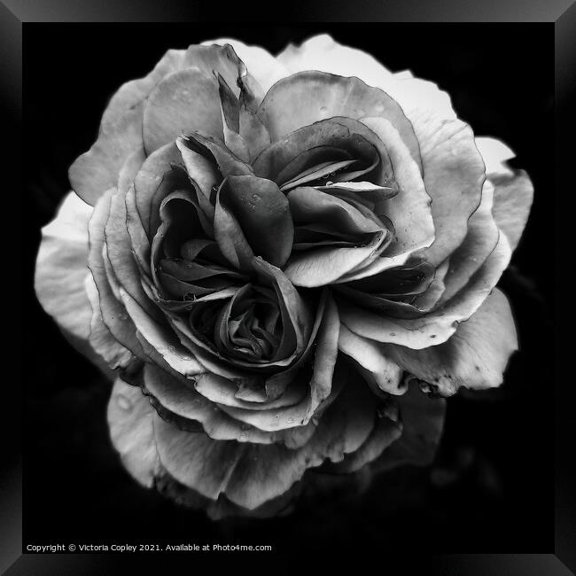 Monochrome rose Framed Print by Victoria Copley