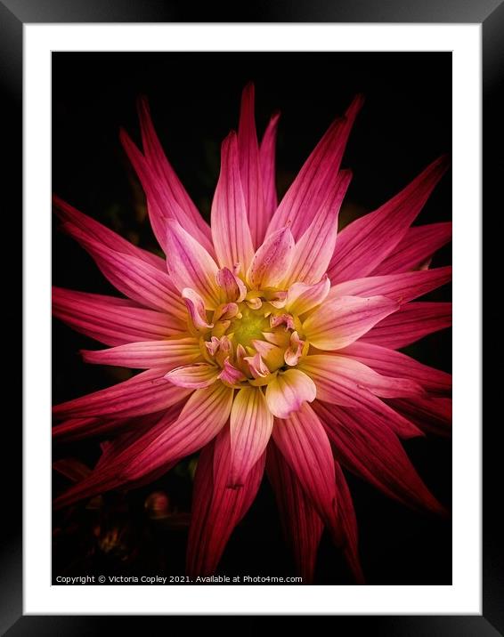 Abstract dahlia Framed Mounted Print by Victoria Copley