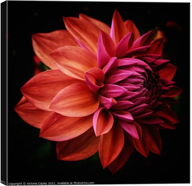 Dahlia Canvas Print by Victoria Copley