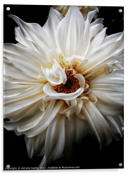 White dahlia Acrylic by Victoria Copley