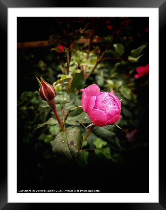 Rosebud Framed Mounted Print by Victoria Copley