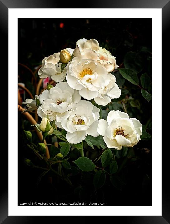 Roses Framed Mounted Print by Victoria Copley