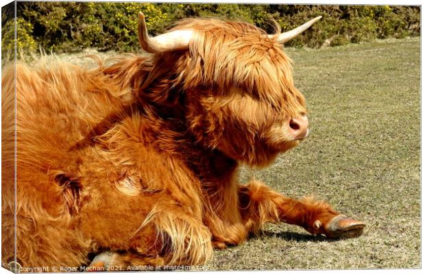 Peaceful Highland Cow in Dartmoor Canvas Print by Roger Mechan