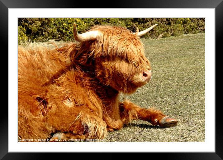 Peaceful Highland Cow in Dartmoor Framed Mounted Print by Roger Mechan