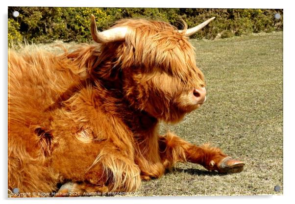 Peaceful Highland Cow in Dartmoor Acrylic by Roger Mechan