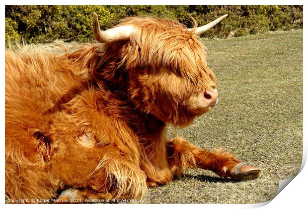 Peaceful Highland Cow in Dartmoor Print by Roger Mechan