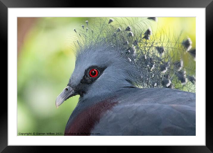  Crowned Pigeon Framed Mounted Print by Darren Wilkes
