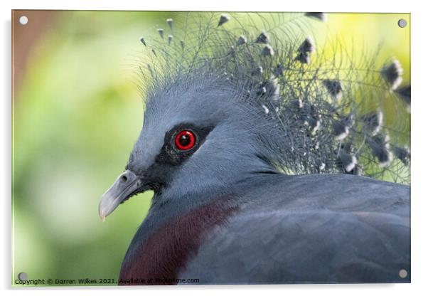  Crowned Pigeon Acrylic by Darren Wilkes