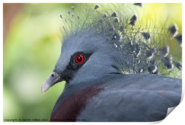  Crowned Pigeon Print by Darren Wilkes