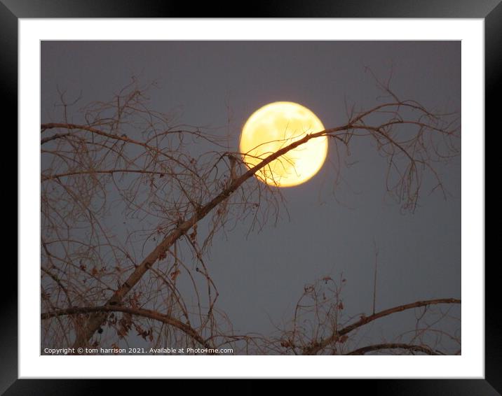 moon in a tree Framed Mounted Print by tom harrison