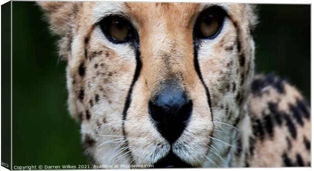 Cheetah Eyes Canvas Print by Darren Wilkes