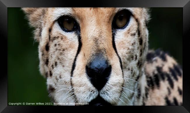 Cheetah Eyes Framed Print by Darren Wilkes