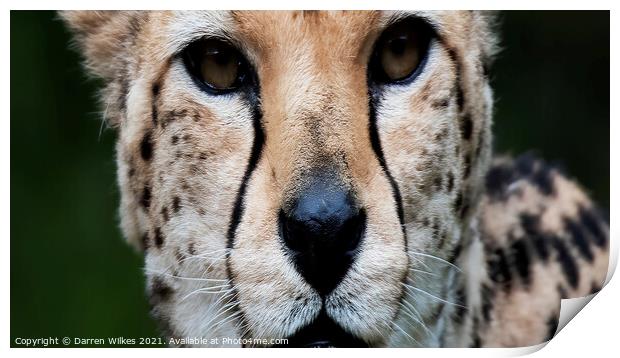 Cheetah Eyes Print by Darren Wilkes