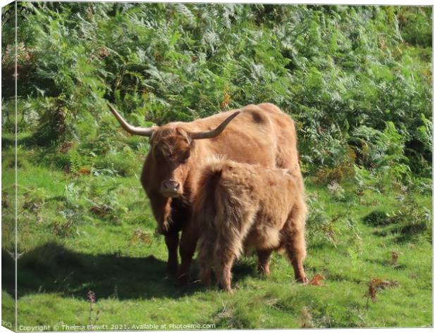 Highland cow and calf Canvas Print by Thelma Blewitt