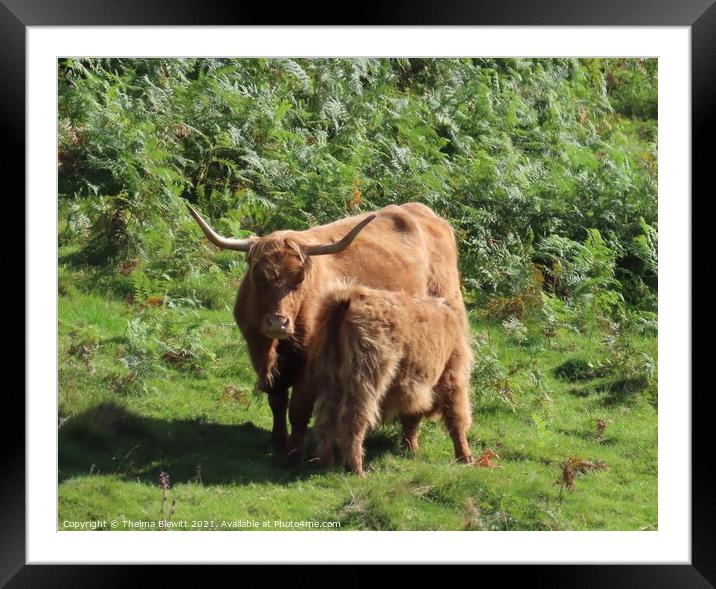 Highland cow and calf Framed Mounted Print by Thelma Blewitt