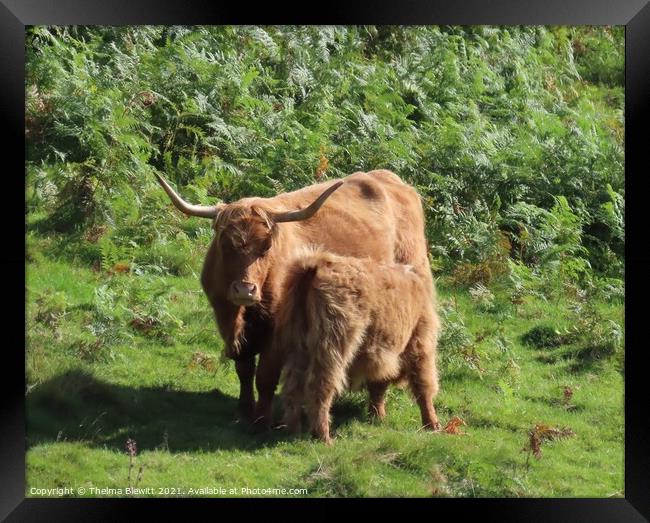 Highland cow and calf Framed Print by Thelma Blewitt