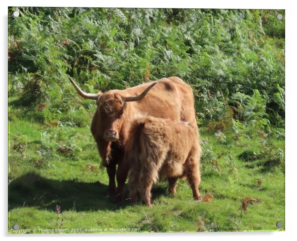 Highland cow and calf Acrylic by Thelma Blewitt
