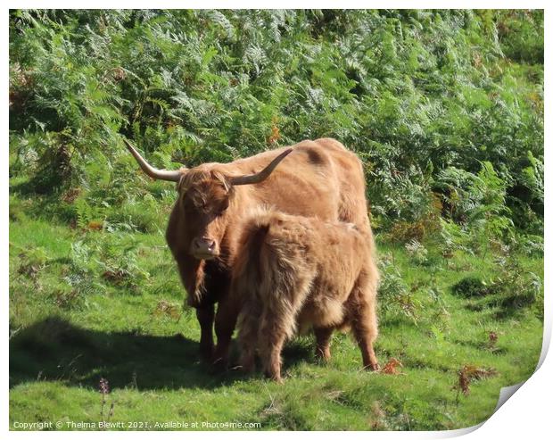 Highland cow and calf Print by Thelma Blewitt