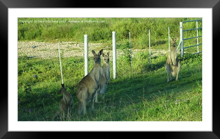 Kangaroos Framed Mounted Print by Daryl Pritchard videos
