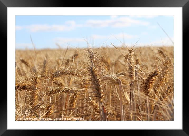 Golden wheat Framed Mounted Print by Sara Royle