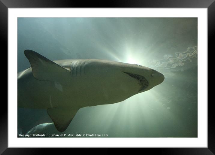 Sand Tiger Shark Framed Mounted Print by Alasdair Preston