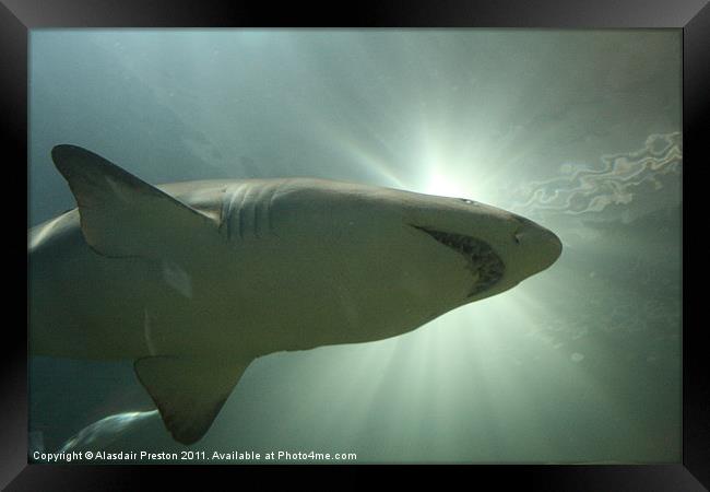 Sand Tiger Shark Framed Print by Alasdair Preston