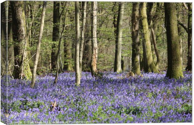 Beech wood with bluebell carpet Canvas Print by Sara Royle