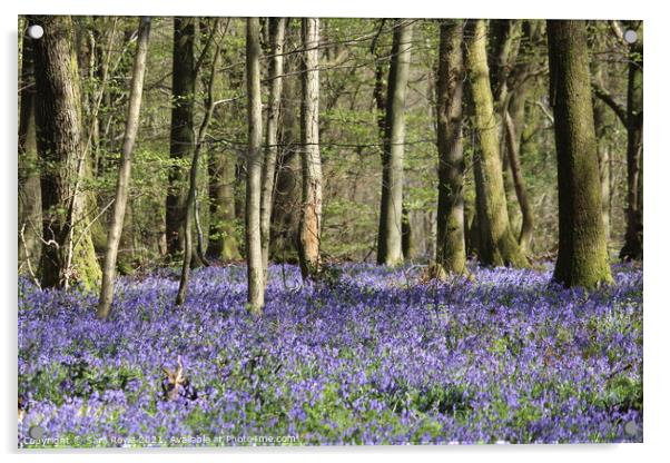 Beech wood with bluebell carpet Acrylic by Sara Royle