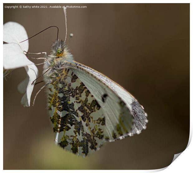 Female orange tip butterfly  Print by kathy white