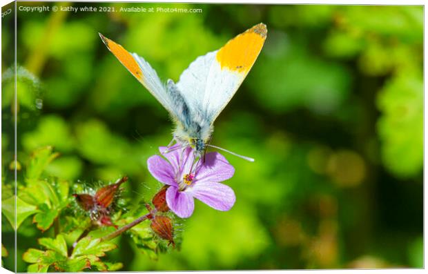  orange tip butterfly Canvas Print by kathy white