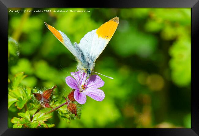  orange tip butterfly Framed Print by kathy white