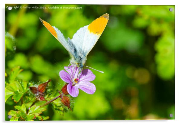 orange tip butterfly Acrylic by kathy white
