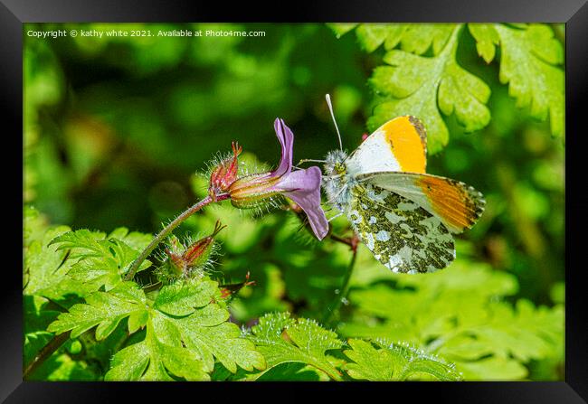 male orange-tip butterfly Framed Print by kathy white