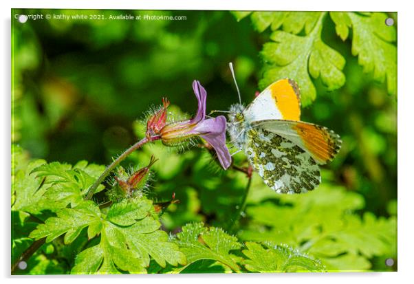 male orange-tip butterfly Acrylic by kathy white