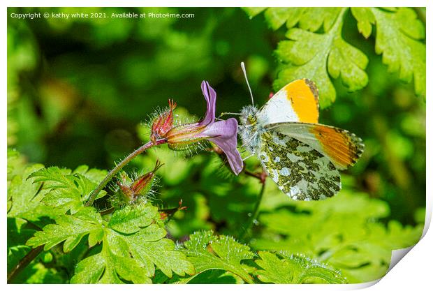 male orange-tip butterfly Print by kathy white