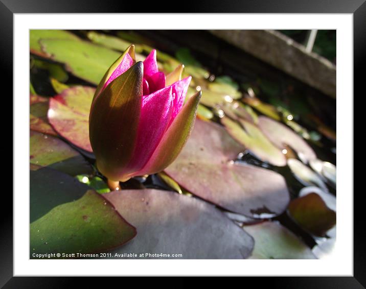 Water Lily Framed Mounted Print by Scott Thomson