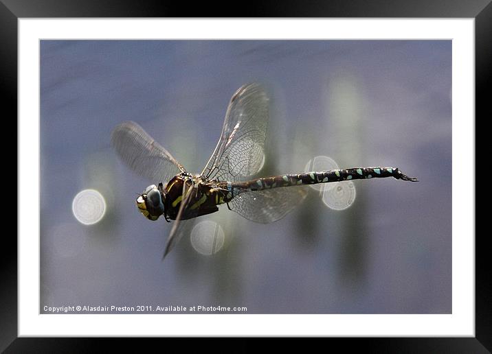 Common Hawker Framed Mounted Print by Alasdair Preston