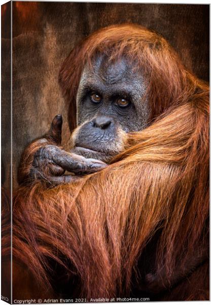 Orangutan Canvas Print by Adrian Evans