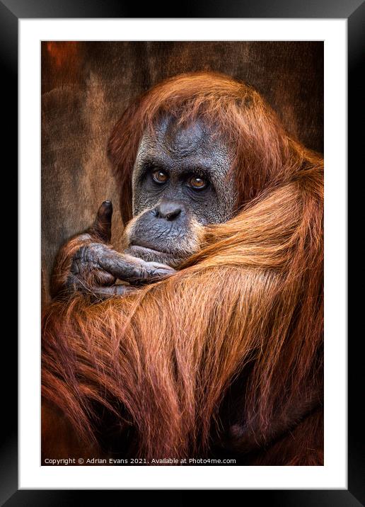 Orangutan Framed Mounted Print by Adrian Evans