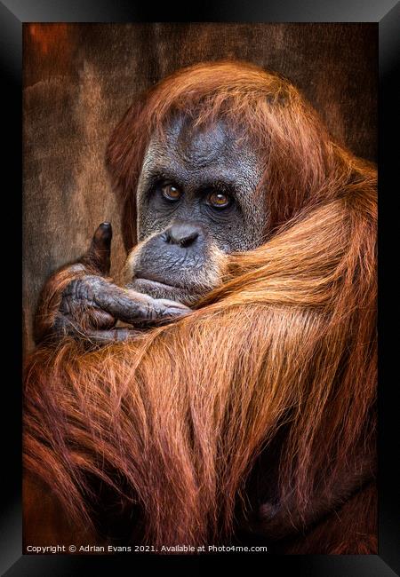 Orangutan Framed Print by Adrian Evans