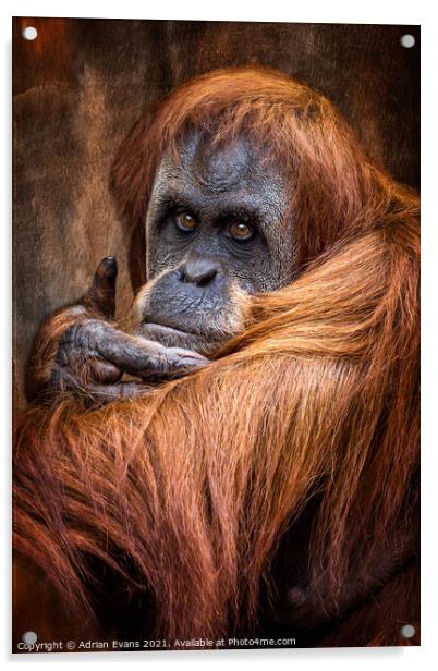 Orangutan Acrylic by Adrian Evans