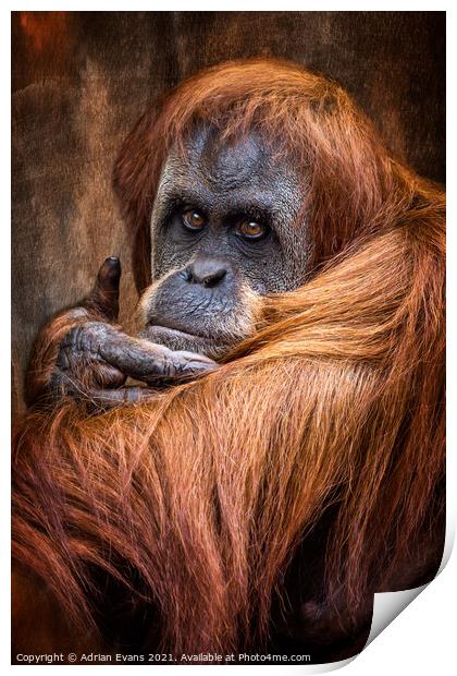 Orangutan Print by Adrian Evans
