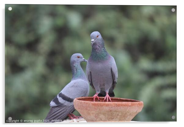 pigeons Acrylic by anurag gupta
