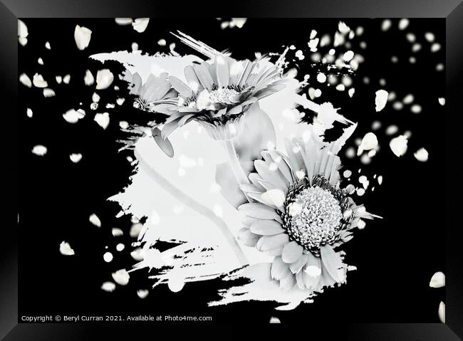 Monochrome Dance of Gerbera Framed Print by Beryl Curran