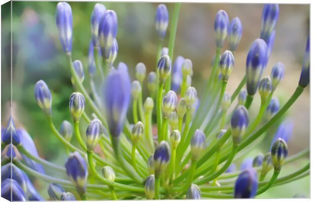 Agapanthus Close Up Canvas Print by Alison Chambers