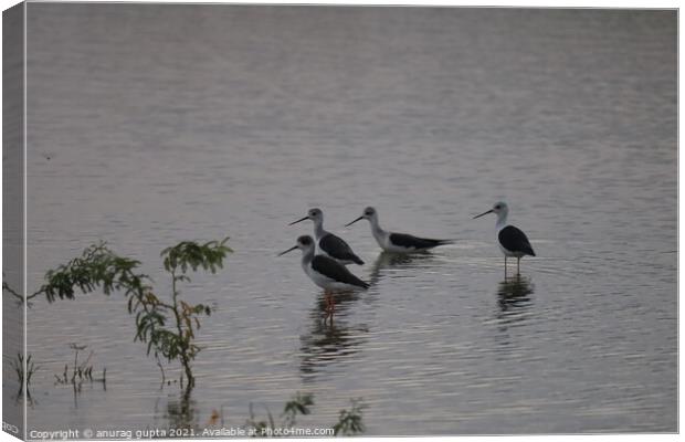 Stilts Canvas Print by anurag gupta