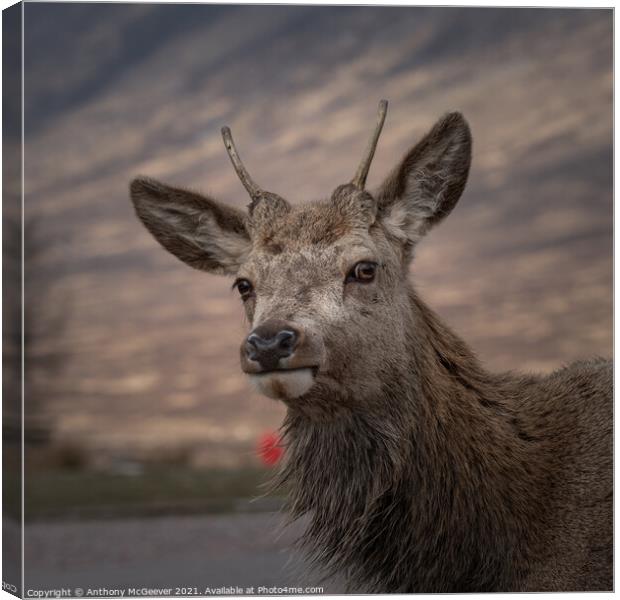 Wild Deer in the Highlands  Canvas Print by Anthony McGeever