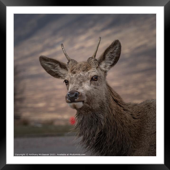 Wild Deer in the Highlands  Framed Mounted Print by Anthony McGeever