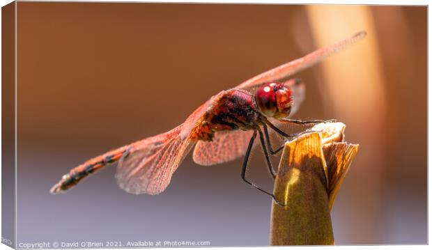 Red-veined Dropwing Dragonfly (male) Canvas Print by David O'Brien